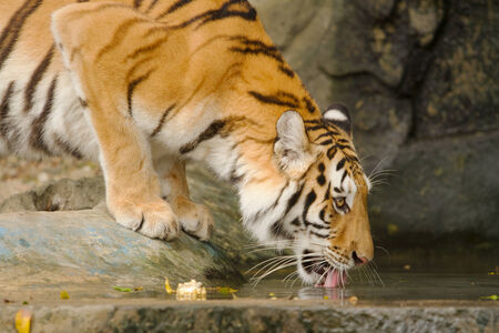 Tiger Drinking Waterの写真素材