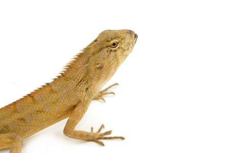 Closeup Lizard small reptileの写真素材