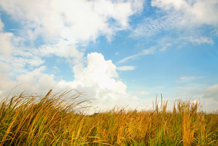 Field of grass and blue sky 