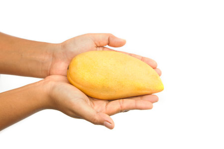 Hand hold yellow golden mangoの写真素材