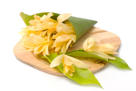 Champaka flower are blooming. (Michelia alba DC.)の写真素材