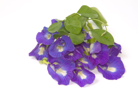  Butterfly Pea Flower. Pigments from the flower can used for hair dying or food color.の写真素材
