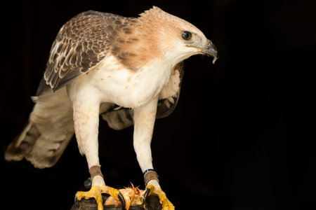 beauty hawk on falconer