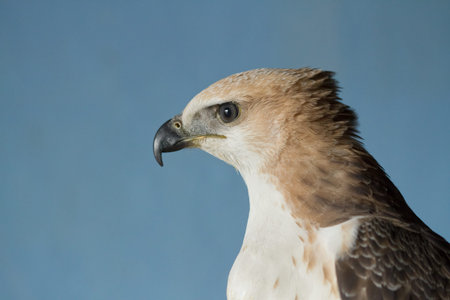 hawk upper body and head shot