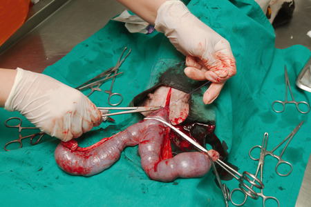 Dog in a veterinary surgery , Surgery of pyometra (uterus infection) の写真素材