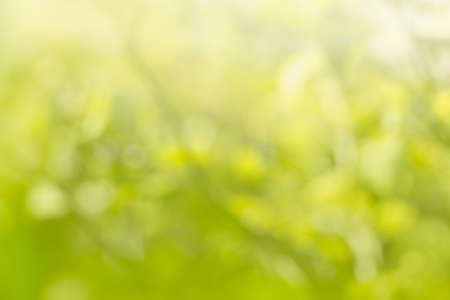 Natural green bright blur background of  forestの写真素材