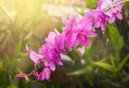 orchid flower in rain with sunlightの写真素材