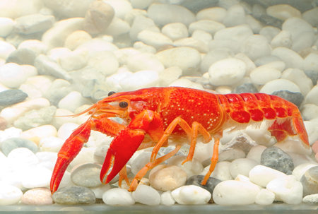 crayfishの写真素材