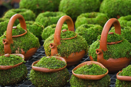 moss cover on clay pot for decoration the gardenの写真素材