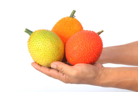 Hand holding Gac fruit, Baby Jackfruit,isolateの写真素材