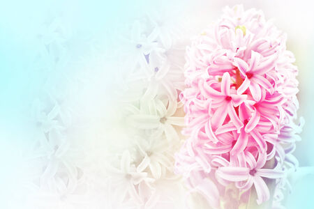 Pink Hyacinth with blur backgroundの写真素材