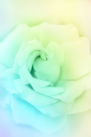 Rose flowers background/ vintage spring backgroundの写真素材
