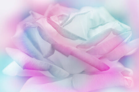 Rose flowers background/ vintage spring backgroundの写真素材