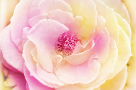 Rose flowers background/ vintage spring backgroundの写真素材