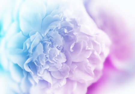 Rose flowers background/ vintage spring backgroundの写真素材