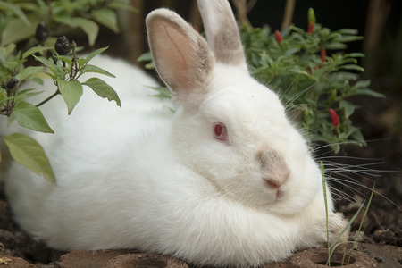 White rabbit in the gardenの写真素材