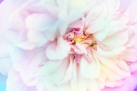 Pink rose background,Flower blur backgroundの写真素材