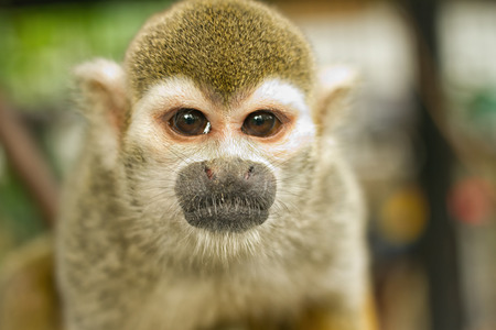 Squirrel Monkey;a Common Squirrel Monkey (Saimiri sciureus)の写真素材