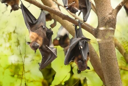 Flying foxes hanging on the treeの写真素材