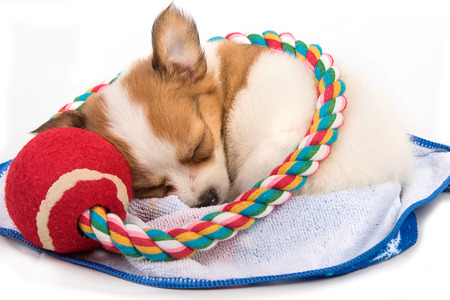 Portrait of chihuahua puppy sleepの写真素材