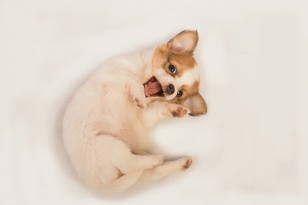 Portrait of chihuahua puppy in basketの写真素材