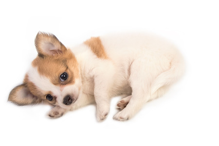 Portrait of chihuahua puppyの写真素材