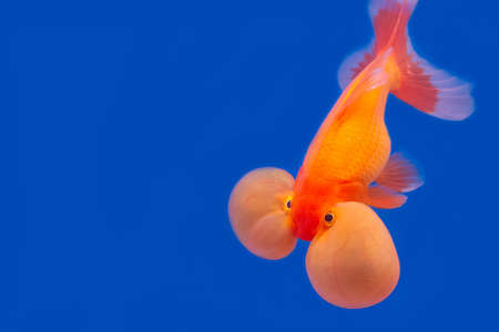 gold fish in blue backgroundの写真素材