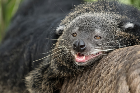 Binturong, Bearcat, Arctictis binturong on branchの写真素材