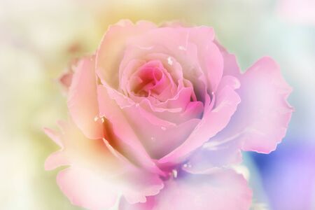 Pink roses with blur backgroundの写真素材
