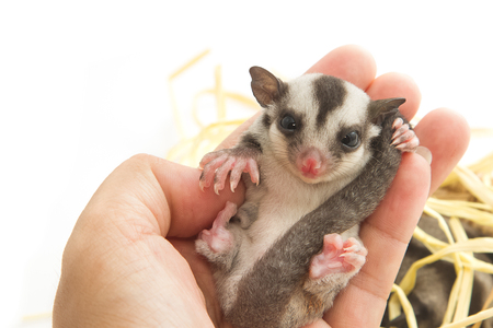little sugar-glider rest in hand on white backgroundの写真素材