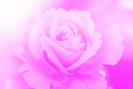 rose flower blur backgroundの写真素材