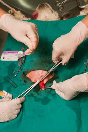 Surgical sterilization of dog in hospitalの写真素材