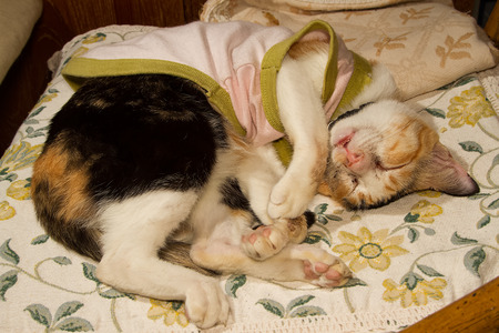 sick cat sleeping on bedの写真素材