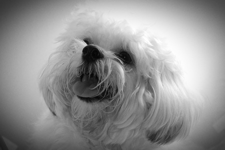 cute poodle dogの写真素材