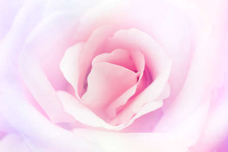 beautiful  flower on blur backgroundの写真素材