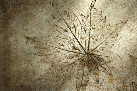 leaf print on concrete texture and backgroundの写真素材