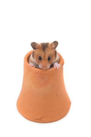 Hamster (Syrian Hamster) in clay pot on white backgroundの写真素材