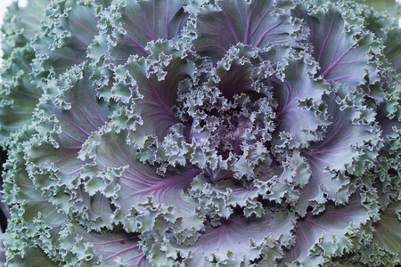 Ornamental cabbage,Fresh purple ornamental decorative cabbage flowerの写真素材