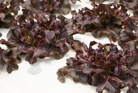 Young red oak , cultivation hydroponic green vegetable in farm plantの写真素材