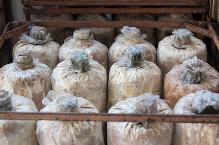 Organic mushroom farmの写真素材