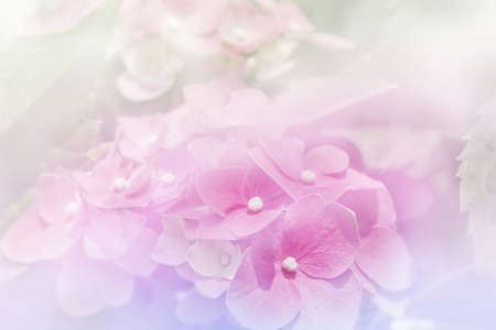 Purple hydrangea flowers with color filter for backgroundの写真素材