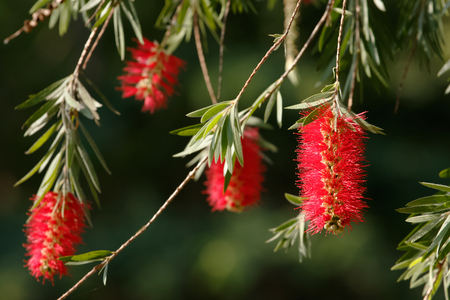 Weeping bottle brush red flower. Myrtaceae familyの写真素材