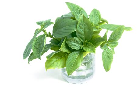 Fresh basil leaves isolated on white backgroundの写真素材
