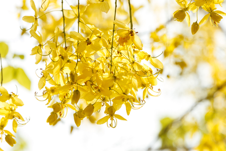 Golden shower (Cassia fistula), Beautiful flower in summer time on white backgroundの写真素材
