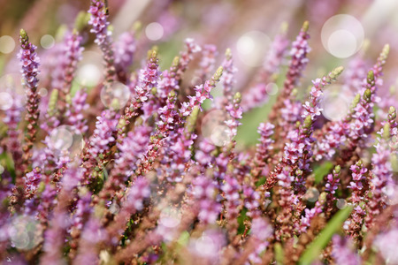 Purple little flowers in green grass backgroundの写真素材