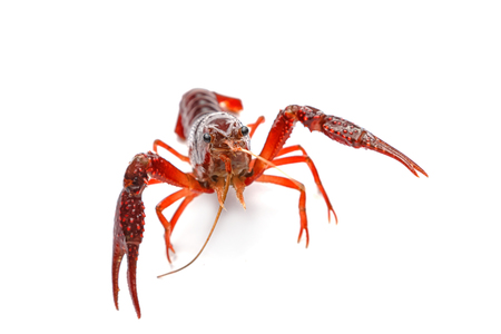 Red crayfish on white backgroundの写真素材