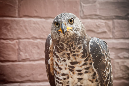 Portrait of beauty hawk on falconer's hand