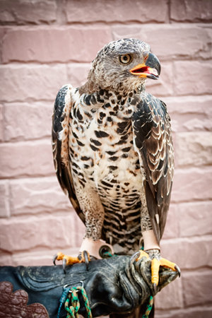 Portrait of hawk on falconer's hand