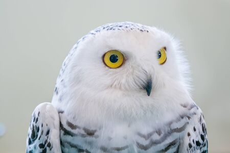 Portrait of snowy owl standing on brachの写真素材