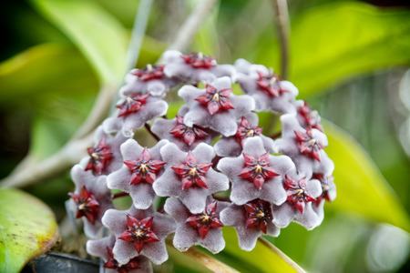 Red Hoya flowers. (Hoya parasitica (Roxb.) with soft green backgroundの写真素材